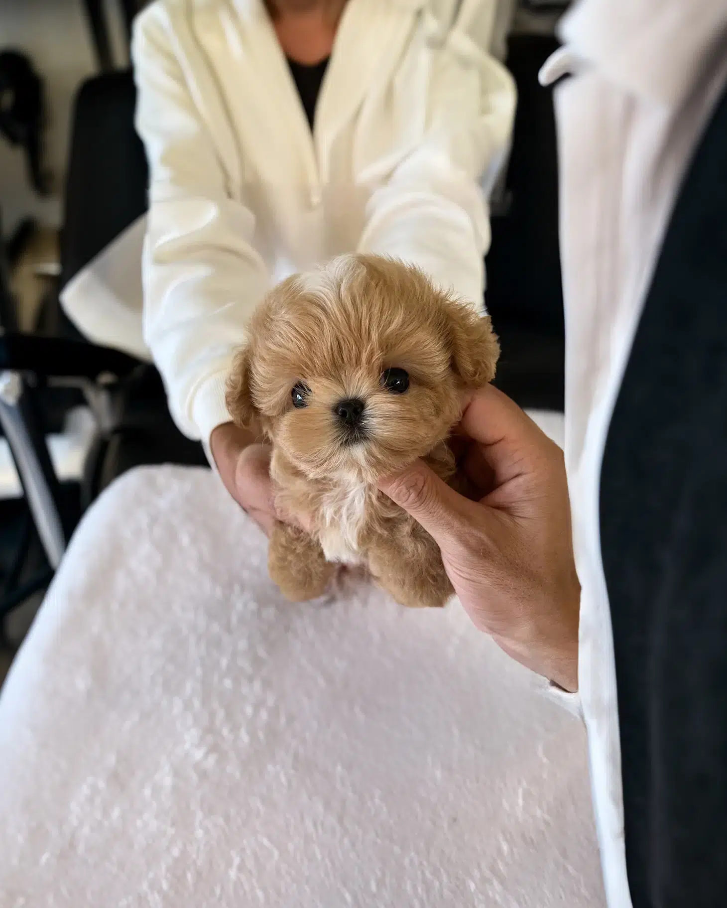 Maltipoo – companionul perfect pentru iubitorii de câini de talie mică